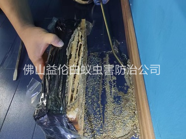 南山体育馆灭治白蚁工程